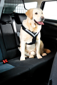 AllSafe Dog Harness